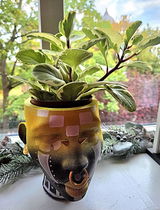 Buyer photo of African Head Planter