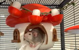 Buyer photo of Fairy Mushroom Rat Cage Accessory Kit