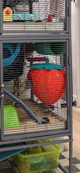 Buyer photo of Strawberry Rat Hide