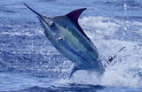 John Stephens review photo