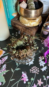 Buttercup review photo