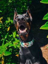 Wolfgang review photo