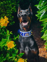 Wolfgang review photo
