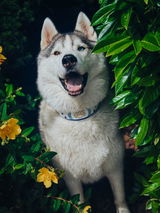 Wolfgang review photo