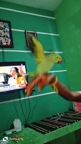 Siva kerala review photo