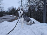 Shahien A. review photo