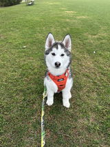 Jessy Gubicza review photo