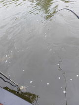 Weber F. review photo