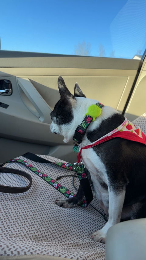Hawaiian Shirt Dog Collar