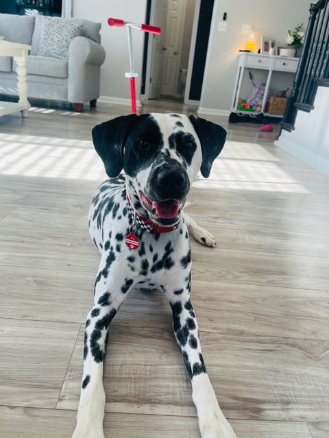 Checkered Flag Dog Collar