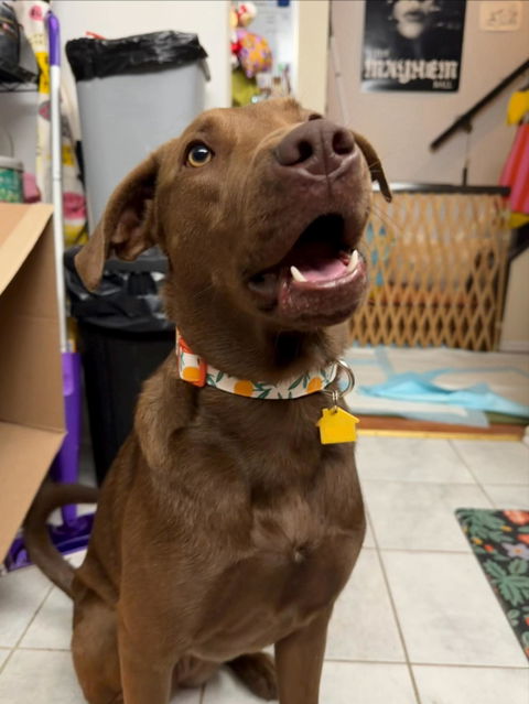 Clementine Orange Dog Collar