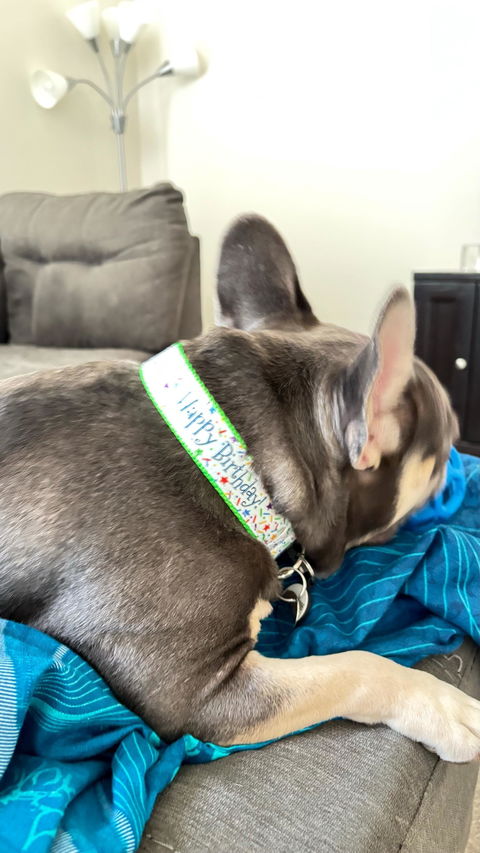 Happy Birthday Dog Collar