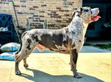 Gus Encinas review photo