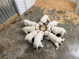 Greg szanyi Boi Gulf Coast Labradors review photo