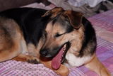 Gerhard W. review photo
