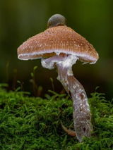 Stefan G. review photo