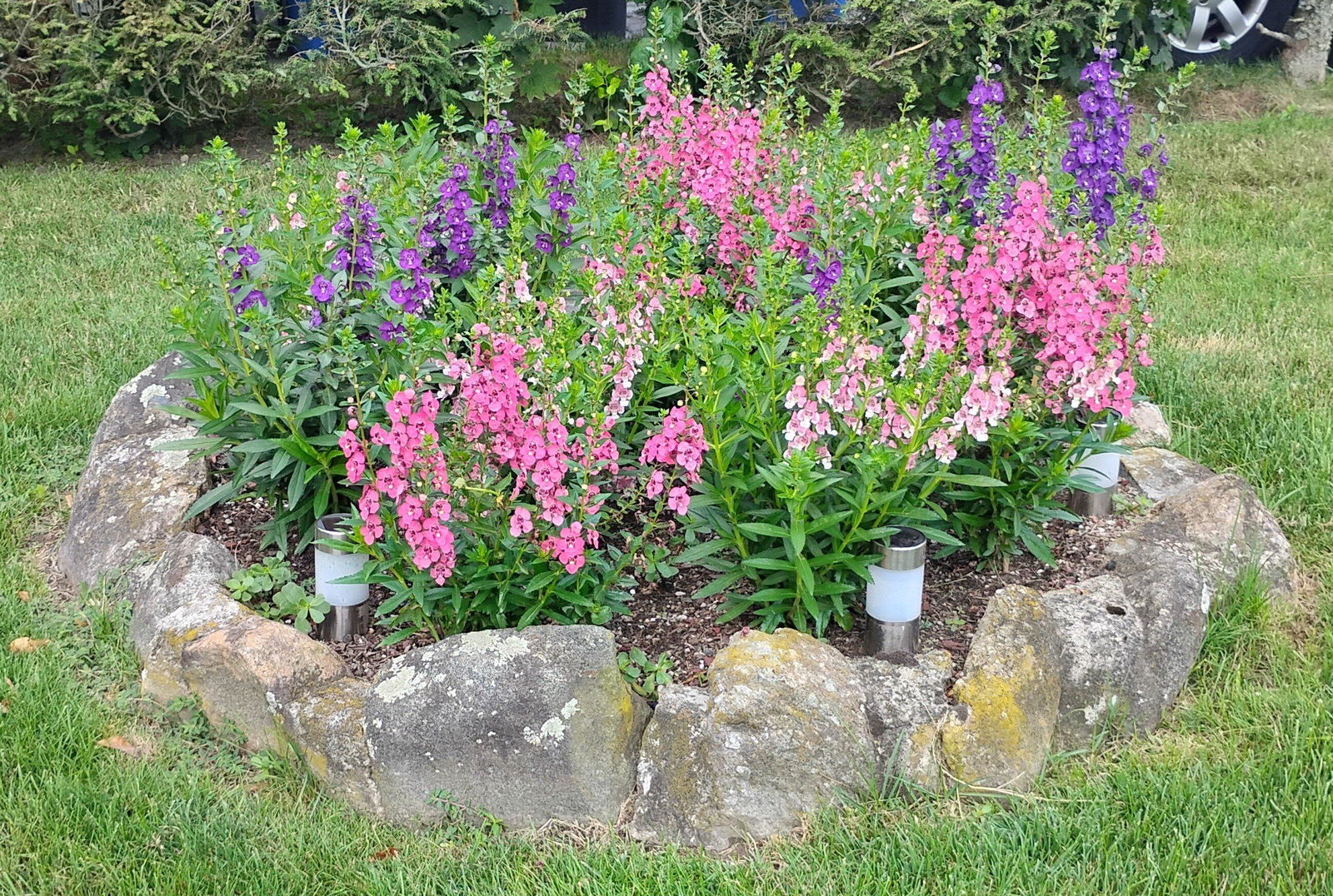 Angelonia angustifolia hybrid 'Angelface® Wedgwood Blue' – Romence