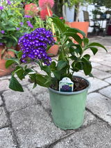 Cheri review photo