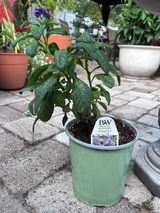 Cheri review photo