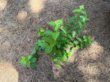 PlantMeister review photo