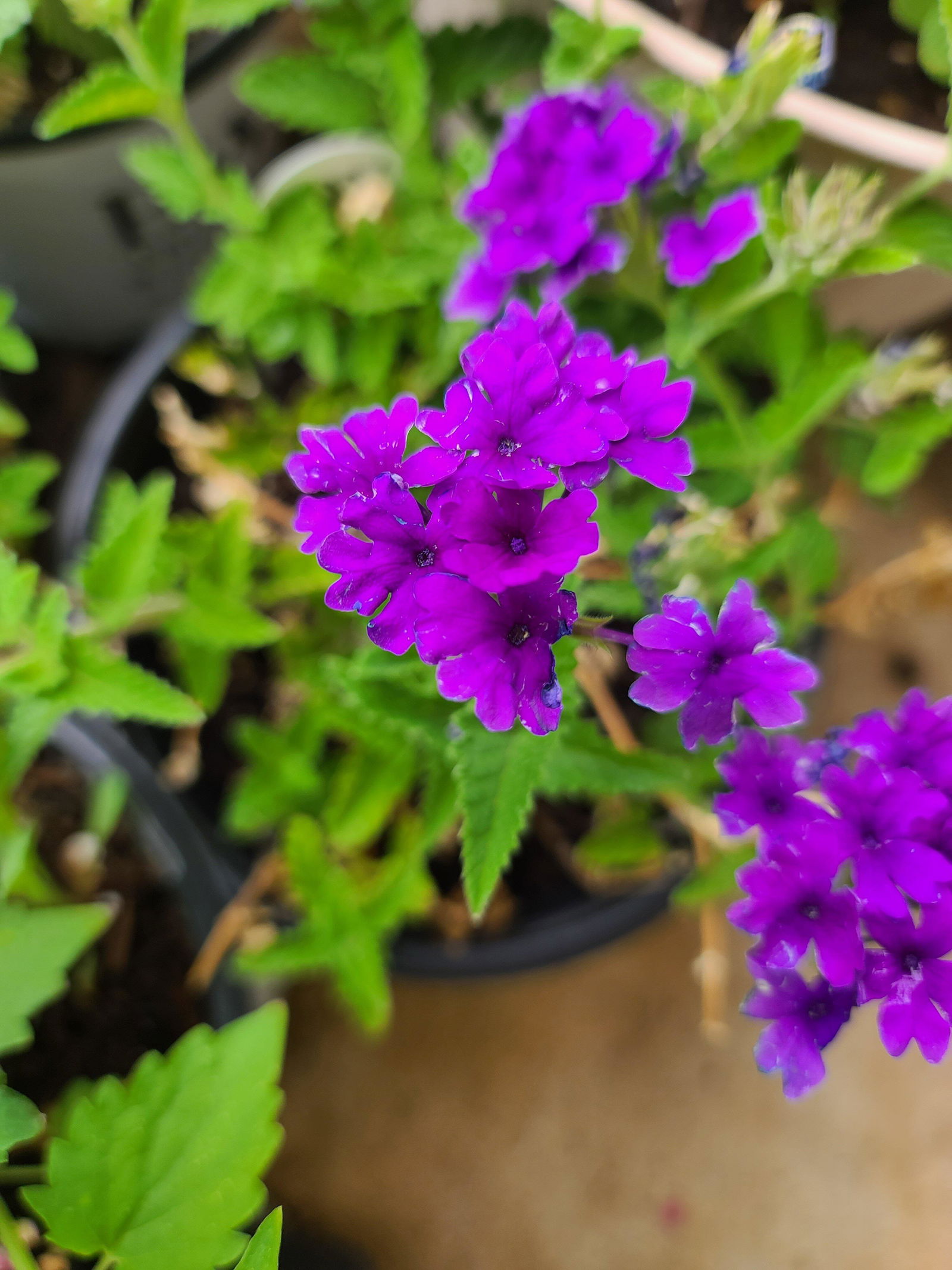 ハナ パルファンブルー&ヴィオレッタ Verbena hybrid 'Superbena® Cobalt™' – Romence Gardens & Greenhouses