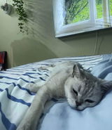 @cozyhomecat review photo