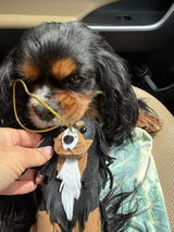 Roxy review photo