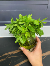 Mila review photo