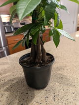 Conrad P review photo