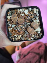 Sprout-ify review photo