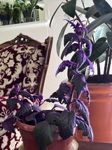 Cheryl G review photo