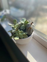 Mathilde review photo