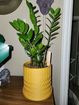 Phyllis review photo