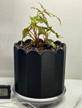 Freeda review photo