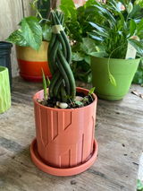 Darlene review photo