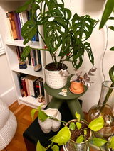 Plant Lover review photo
