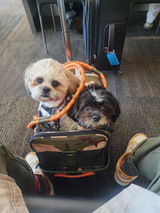Theadventuresofmandt review photo