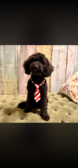 Nigel, pictured in Katie’s review