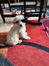 Bonnie, pictured in a Royal Oodle customer review