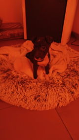 Carlos review photo