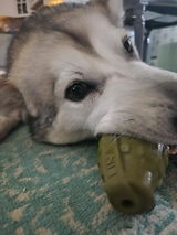 mydogsmiles review photo