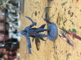 Carroll review photo