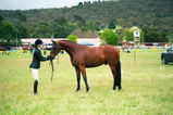 Isobel review photo