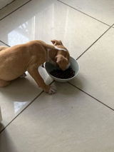Carl O. review photo