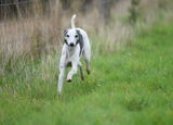 Pipp H. review photo