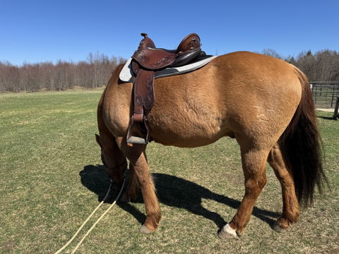 DP Saddlery Quantum Short & Light Western 7106(WD)