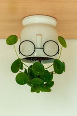 Enrico review photo