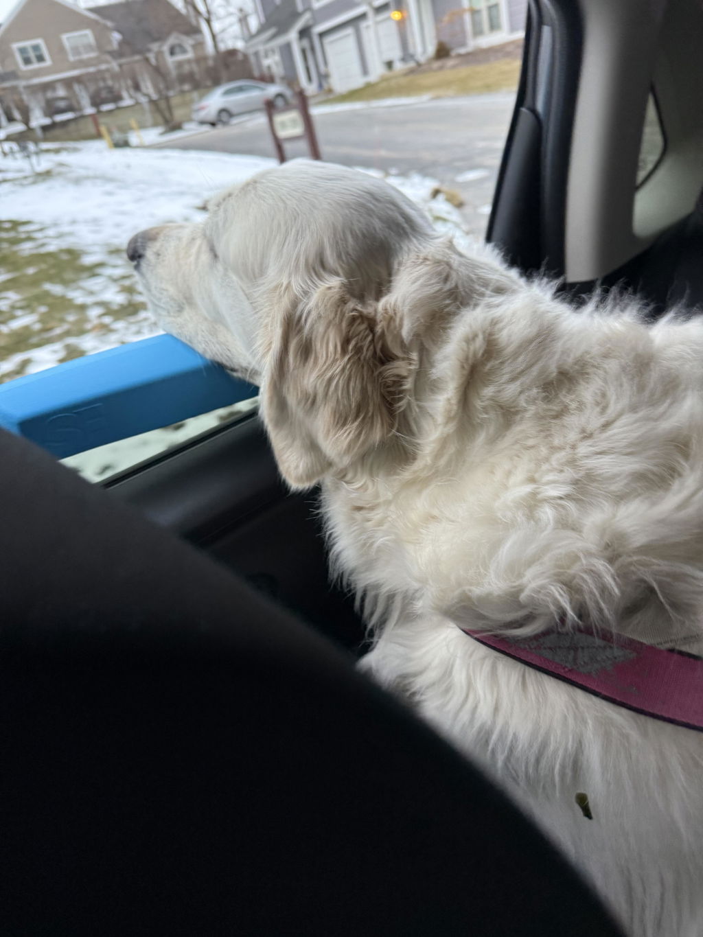 The Whiffie Cushion™ — Patented Car Window Chin Rest For Dogs