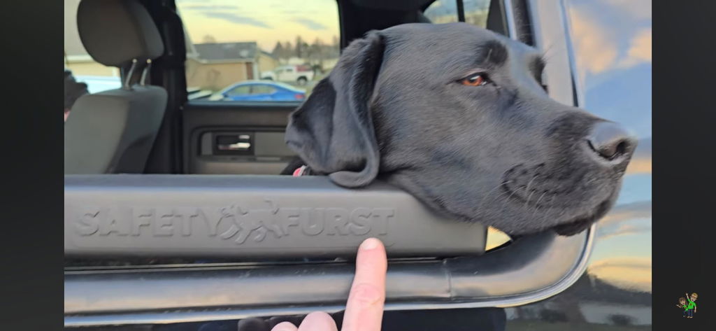 The Whiffie Cushion™ — Patented Car Window Chin Rest For Dogs