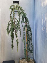 Sandra Loustau review photo